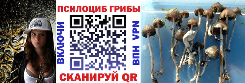 Псилоцибиновые грибы Psilocybine cubensis Мамадыш